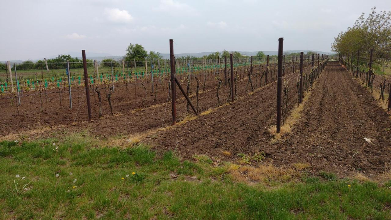 Sklípek v Agátí Drnholec Exterior foto